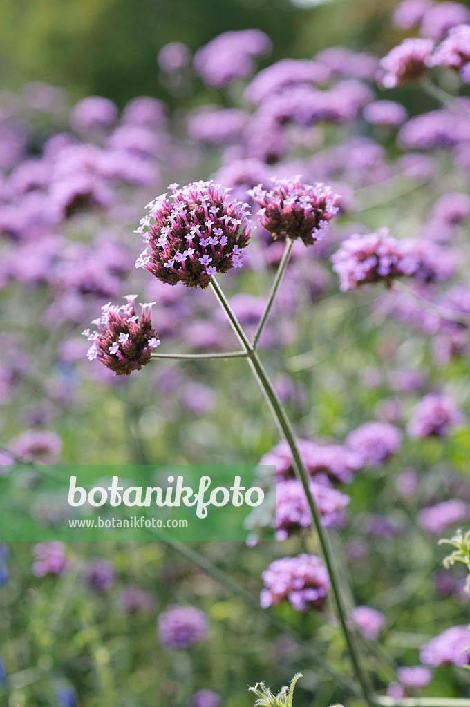 487238 - Argentinisches Eisenkraut (Verbena bonariensis)