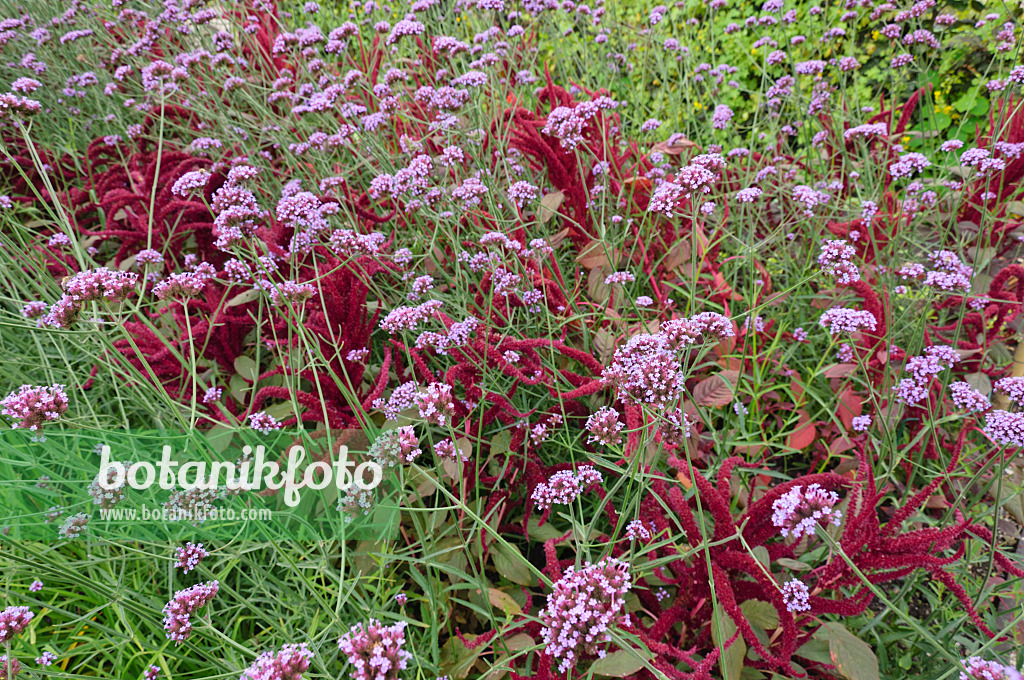 487248 - Argentinisches Eisenkraut (Verbena bonariensis) und Rispiger Fuchsschwanz (Amaranthus cruentus)