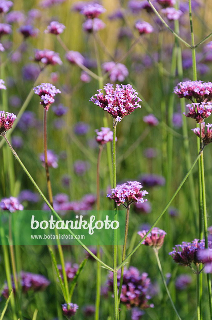 488029 - Argentinisches Eisenkraut (Verbena bonariensis)