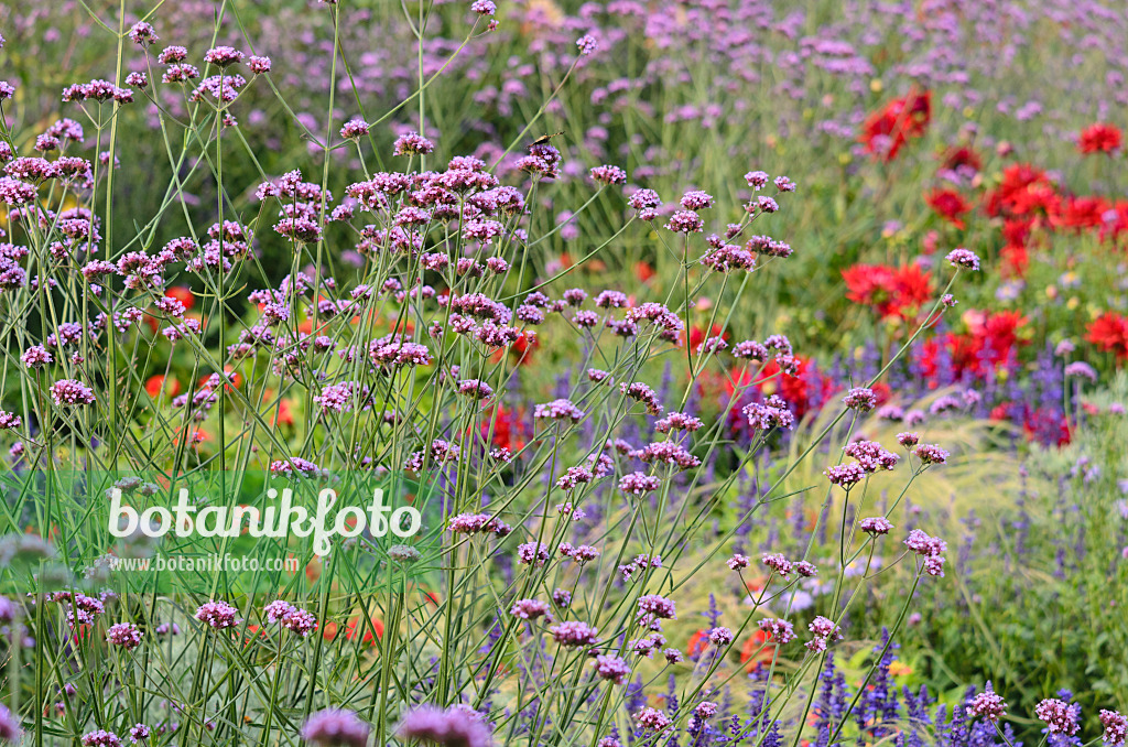 523233 - Argentinisches Eisenkraut (Verbena bonariensis)