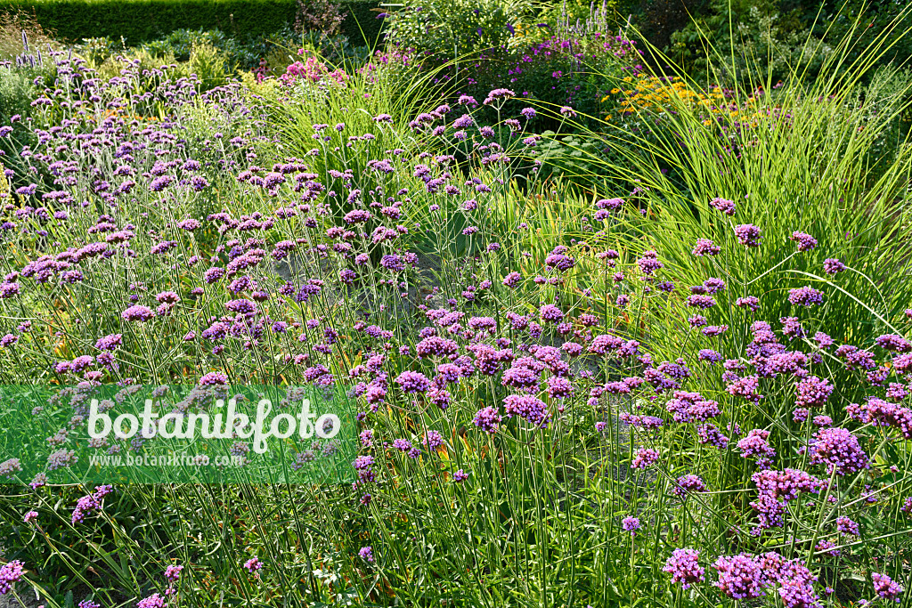 559101 - Argentinisches Eisenkraut (Verbena bonariensis)