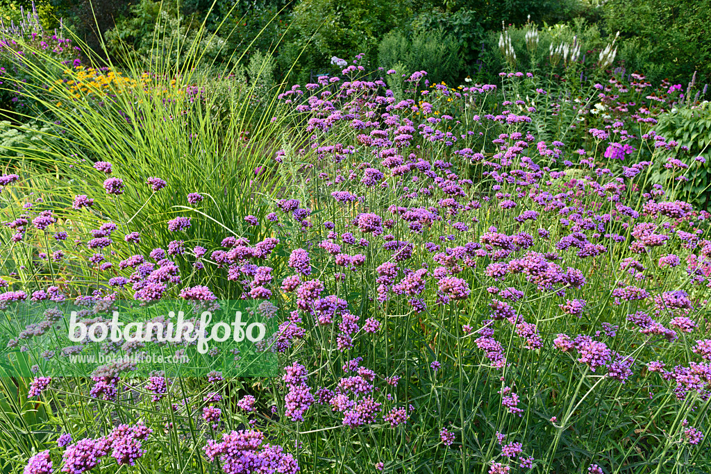 559102 - Argentinisches Eisenkraut (Verbena bonariensis)