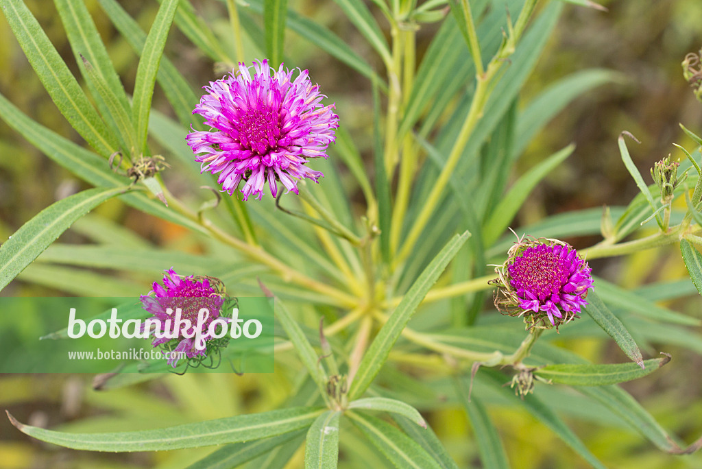 550013 - Arkansas-Scheinaster (Vernonia arkansana syn. Vernonia crinita)