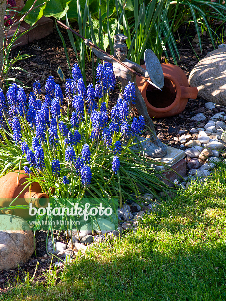 424142 - Armenische Traubenhyazinthe (Muscari armeniacum)