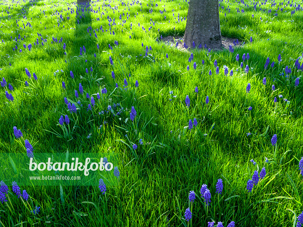 459085 - Armenische Traubenhyazinthe (Muscari armeniacum)