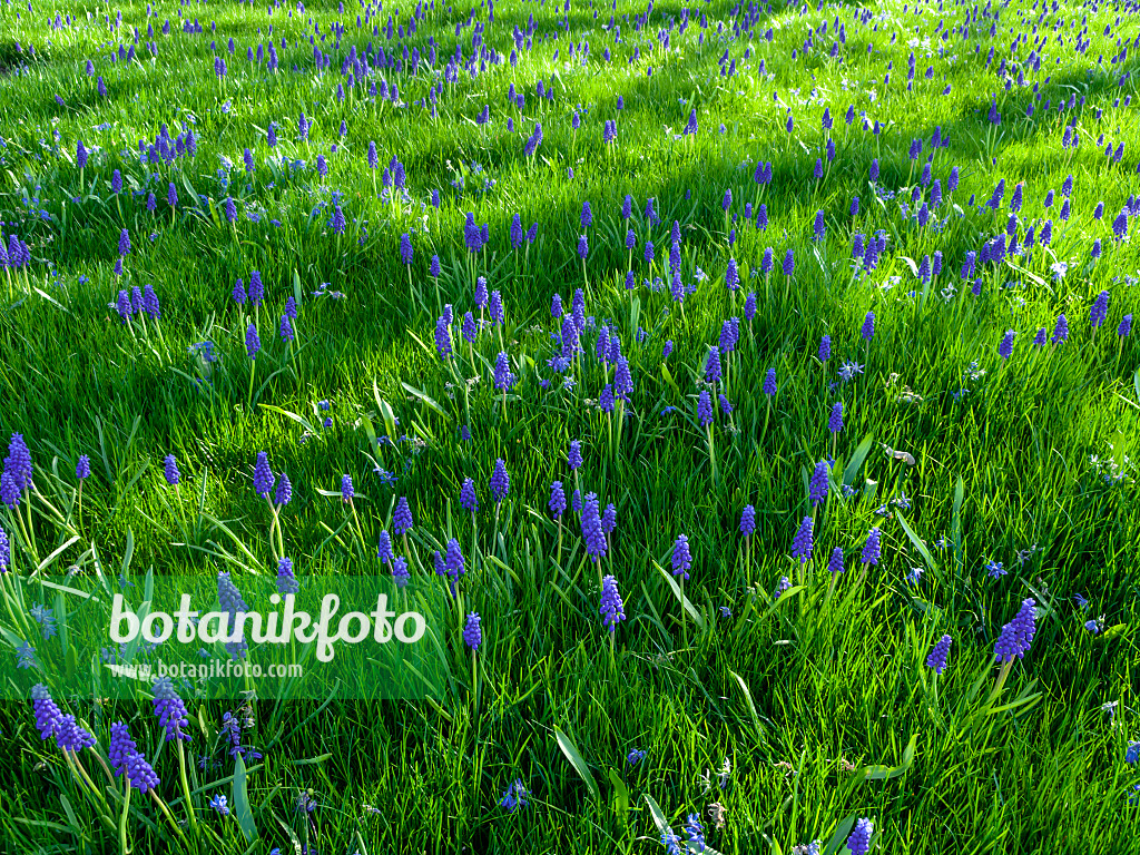 459086 - Armenische Traubenhyazinthe (Muscari armeniacum)