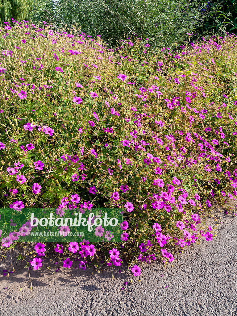 462048 - Armenischer Storchschnabel (Geranium psilostemon)