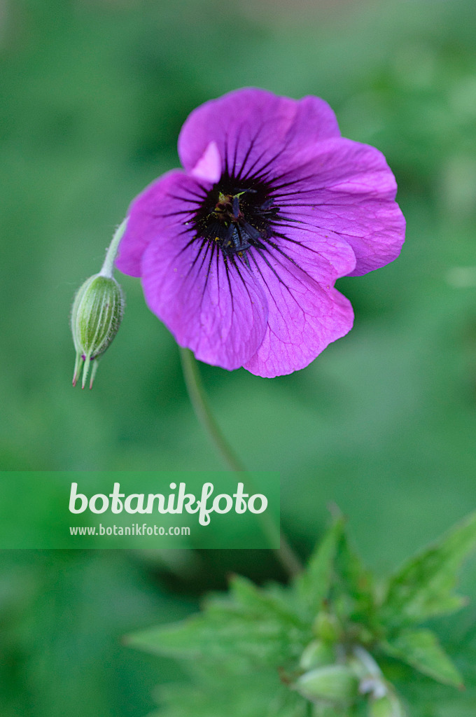 472365 - Armenischer Storchschnabel (Geranium psilostemon)