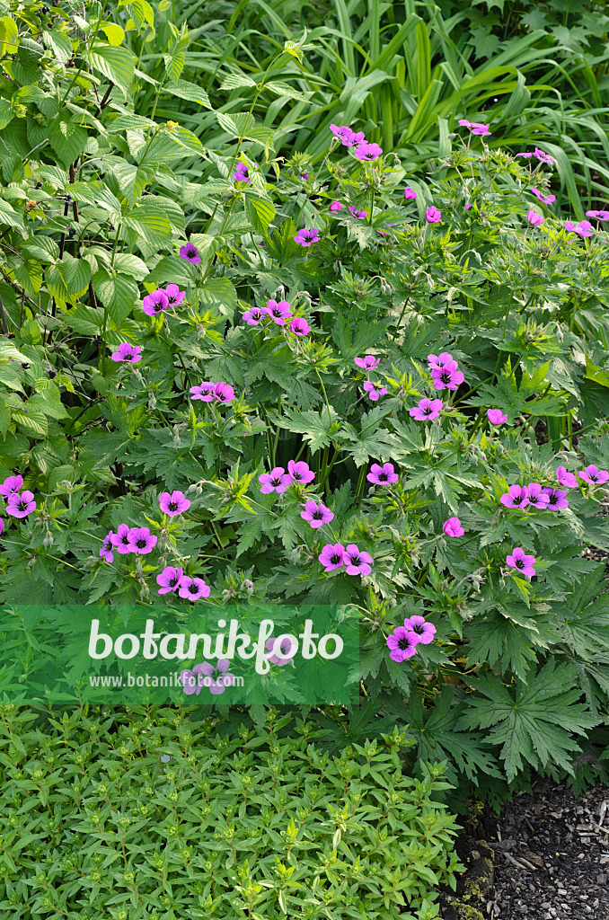 496345 - Armenischer Storchschnabel (Geranium psilostemon)