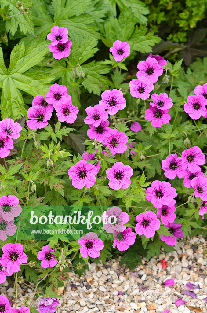 521352 - Armenischer Storchschnabel (Geranium psilostemon)