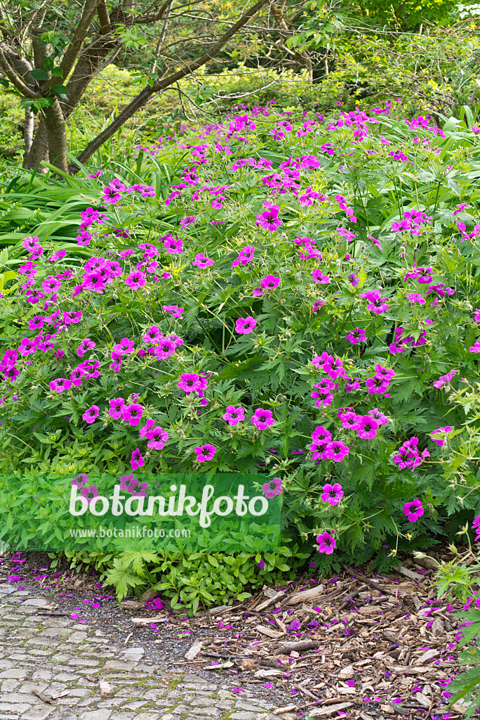 557035 - Armenischer Storchschnabel (Geranium psilostemon)