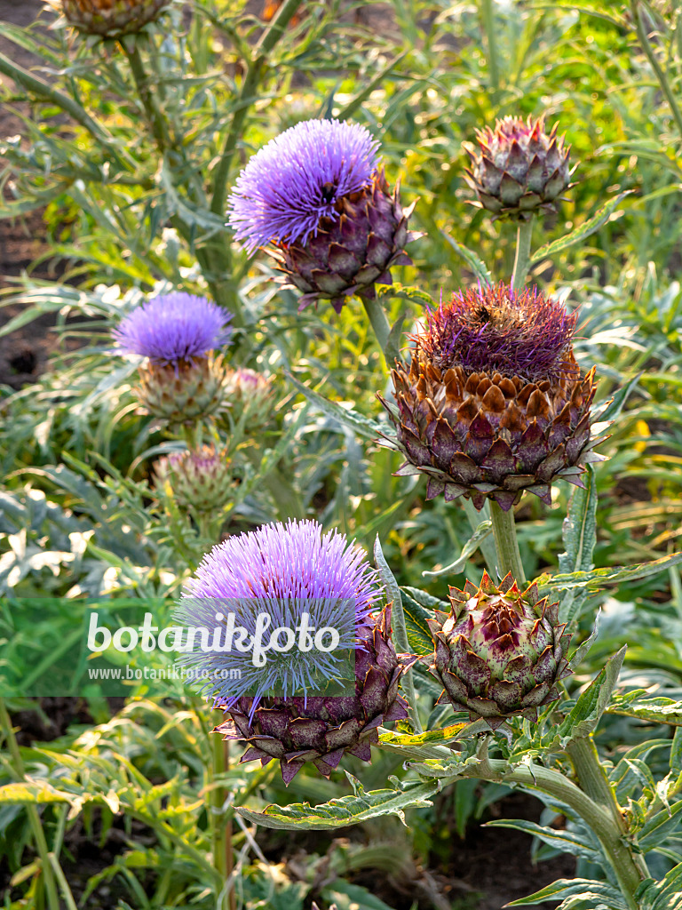 462177 - Artischocke (Cynara cardunculus syn. Cynara scolymus)