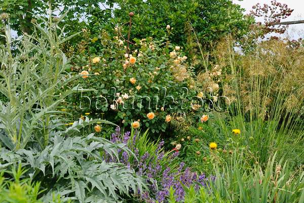 500214 - Artischocke (Cynara cardunculus syn. Cynara scolymus), Strauchrose (Rosa Crown Princess Margaret), Echter Lavendel (Lavandula angustifolia) und Großes Federgras (Stipa gigantea)