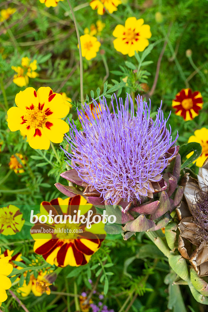 625022 - Artischocke (Cynara cardunculus syn. Cynara scolymus) und Studentenblumen (Tagetes)