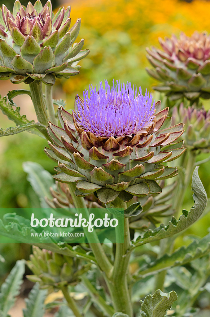 524065 - Artischocke (Cynara cardunculus 'Green Globe' syn. Cynara scolymus 'Green Globe')