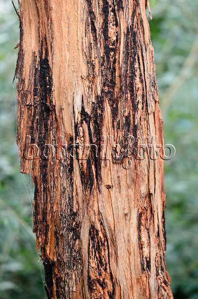529080 - Aschgrauer Eukalyptus (Eucalyptus cinerea)