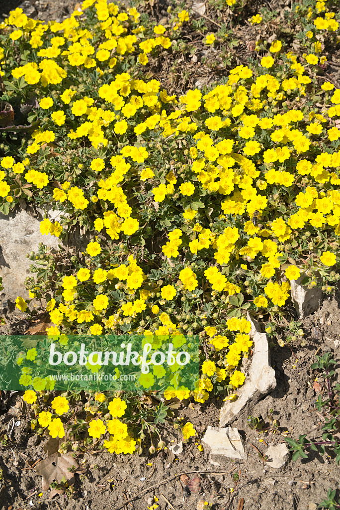 610005 - Aschgraues Fingerkraut (Potentilla incana syn. Potentilla cinerea)