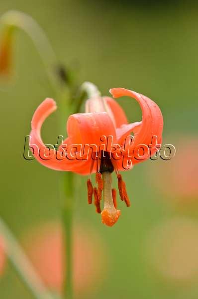 535172 - Asiatische Lilie (Lilium callosum)