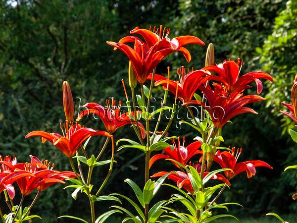 439371 - Asiatische Lilie (Lilium Gran Paradiso)