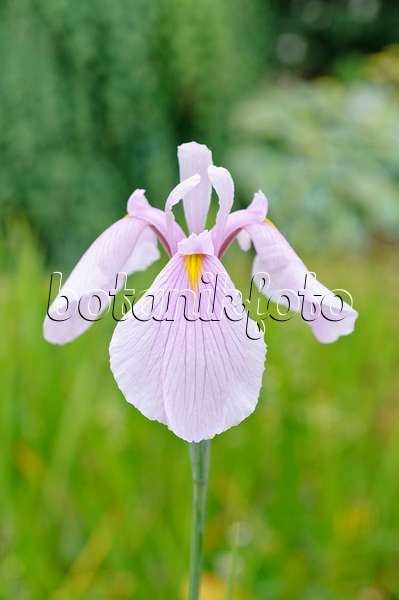 486099 - Asiatische Sumpfschwertlilie (Iris laevigata 'Rose Queen')