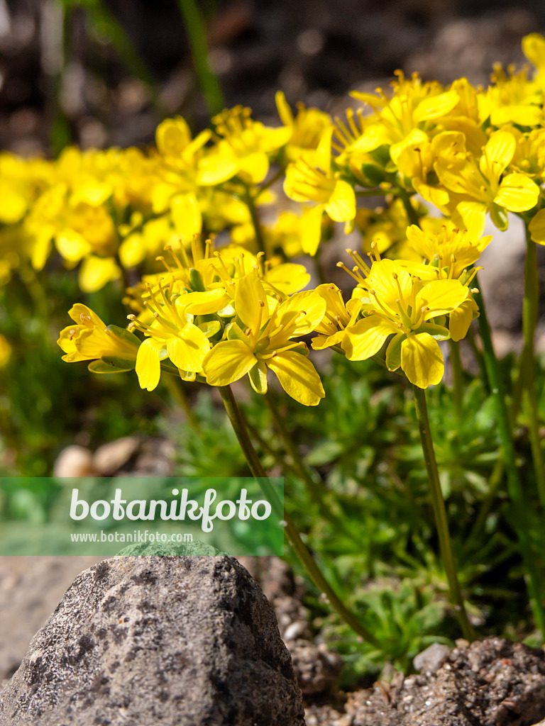 436127 - Athos-Felsenblümchen (Draba athoa)