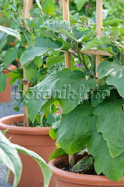 474483 - Aubergine (Solanum melongena)