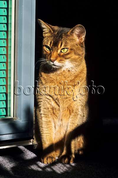 370057 - Aufrecht sitzende Abessinierkatze auf einem sonnigen Fensterbrett
