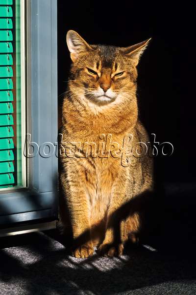 370059 - Aufrecht sitzende, müde Abessinierkatze auf einem sonnigen Fensterbrett