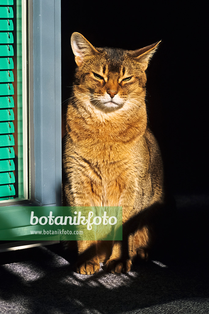 370059 - Aufrecht sitzende, müde Abessinierkatze auf einem sonnigen Fensterbrett