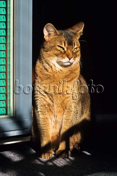 370060 - Aufrecht sitzende, müde Abessinierkatze auf einem sonnigen Fensterbrett