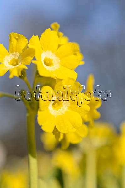 507062 - Aurikel (Primula auricula)