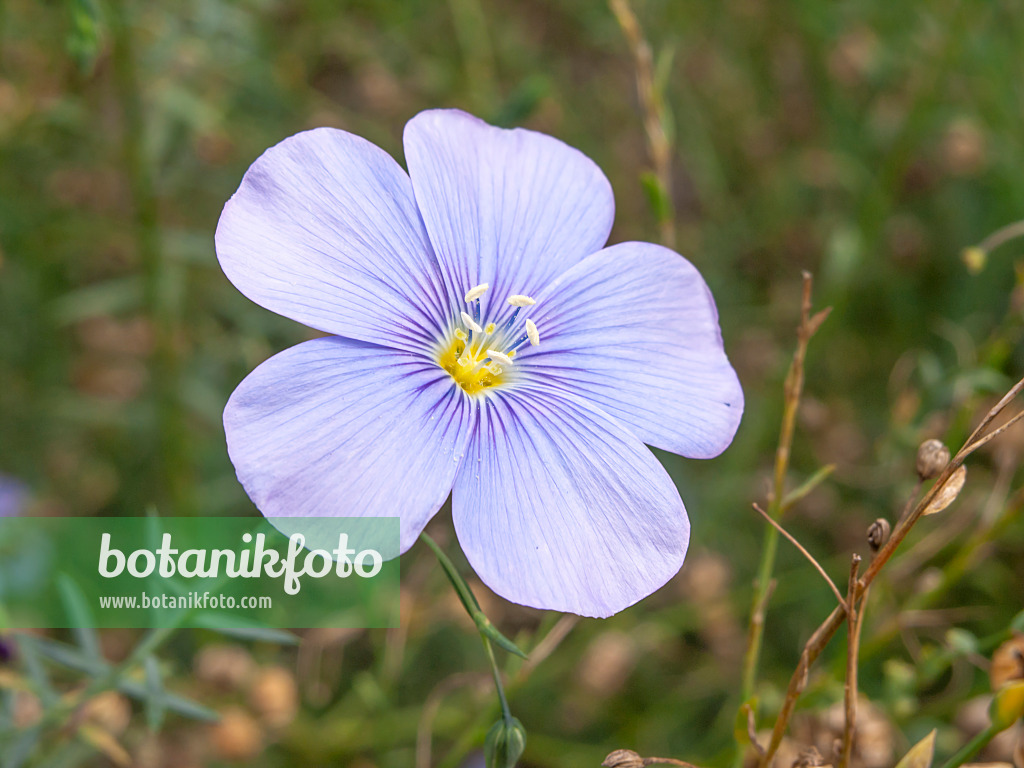 441022 - Ausdauernder Lein (Linum perenne)