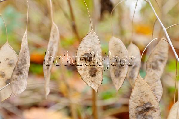 466019 - Ausdauerndes Silberblatt (Lunaria rediviva)