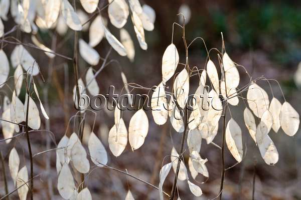467067 - Ausdauerndes Silberblatt (Lunaria rediviva)