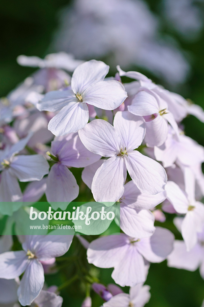 471176 - Ausdauerndes Silberblatt (Lunaria rediviva)