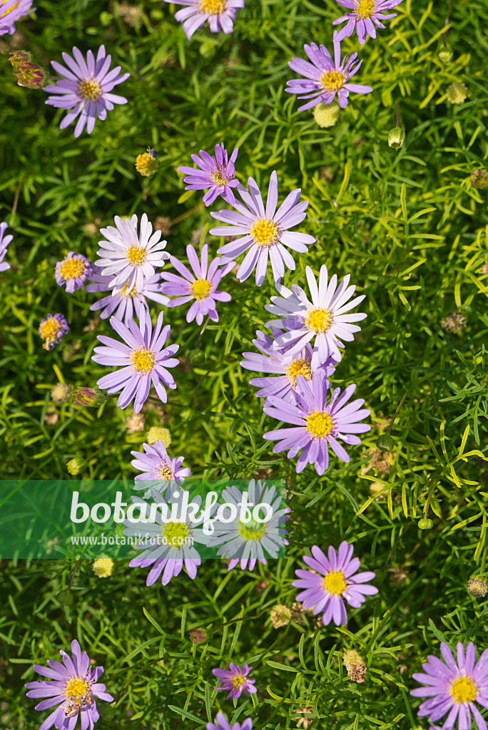 609007 - Australisches Gänseblümchen (Brachyscome multifida)