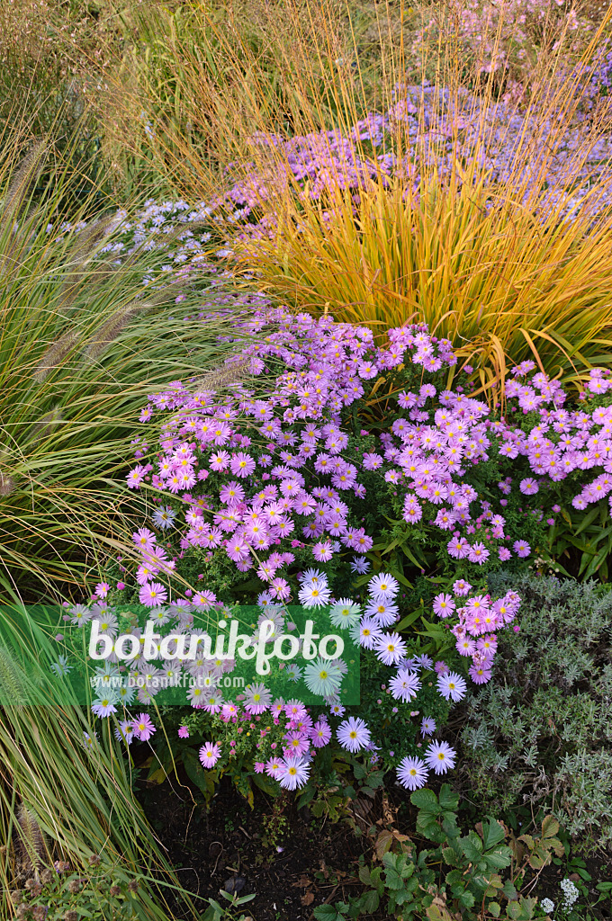 489112 - Australisches Lampenputzergras (Pennisetum alopecuroides), Kissenaster (Aster dumosus 'Herbstgruss vom Bresserhof') und Riesenpfeifengras (Molinia arundinacea)