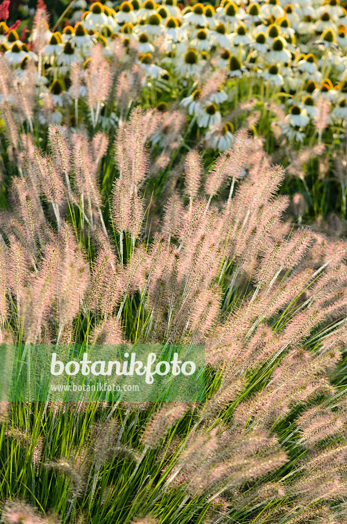 571084 - Australisches Lampenputzergras (Pennisetum alopecuroides 'Hameln') und Sonnenhut (Echinacea purpurea 'Alba')