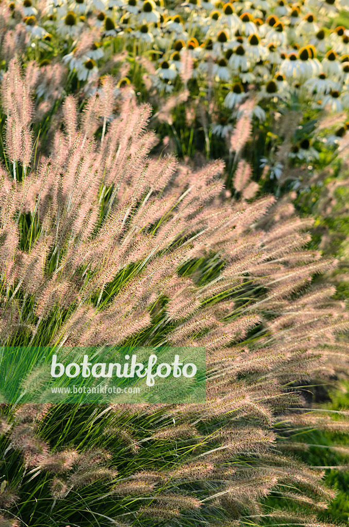 571086 - Australisches Lampenputzergras (Pennisetum alopecuroides 'Hameln') und Sonnenhut (Echinacea purpurea 'Alba')