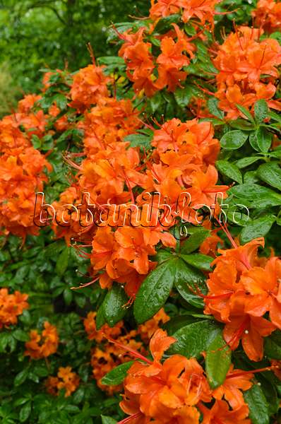 496234 - Azalee (Rhododendron)