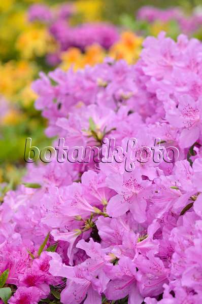 520297 - Azalee (Rhododendron)