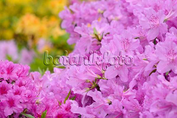 520298 - Azalee (Rhododendron)