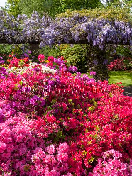 401085 - Azalee (Rhododendron) und Blauregen (Wisteria)