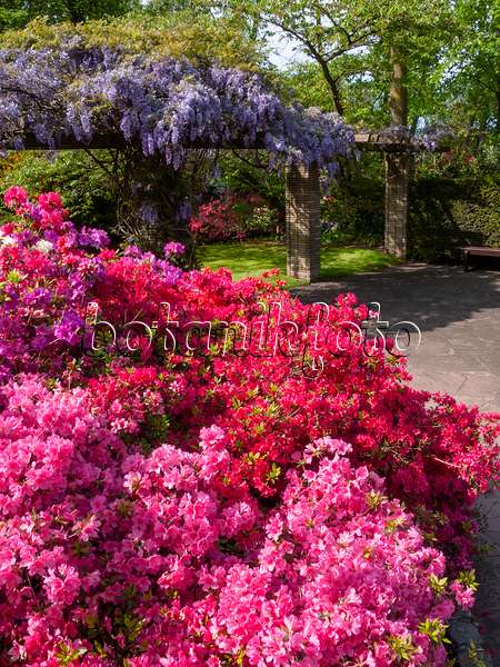 401086 - Azalee (Rhododendron) und Blauregen (Wisteria)