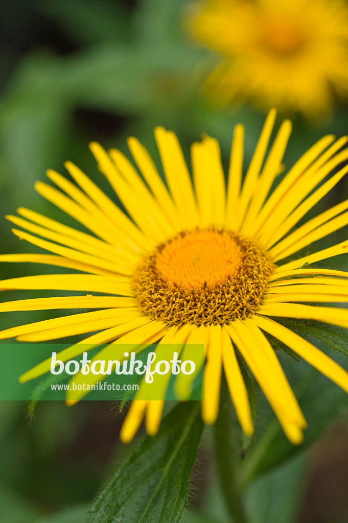 511241 - Bärtiger Alant (Inula barbata)