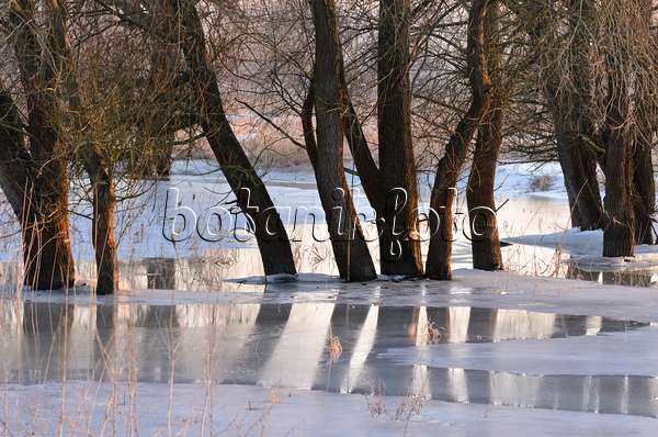 565007 - Bäume auf einer überfluteten und gefrorenen Polderwiese, Nationalpark Unteres Odertal, Deutschland