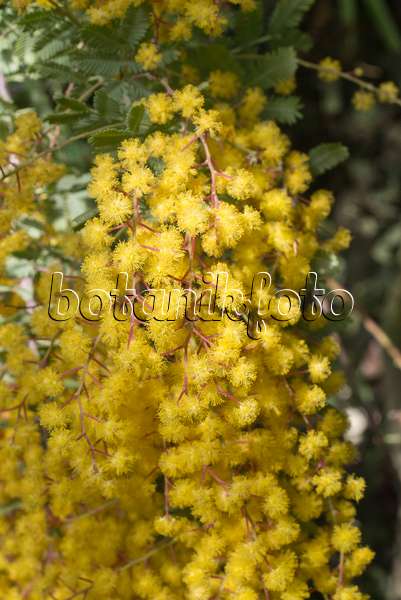 608002 - Baileys Akazie (Acacia baileyana 'Purpurea')