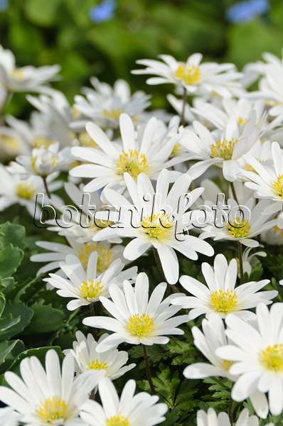 495091 - Balkan-Windröschen (Anemone blanda 'White Splendour')