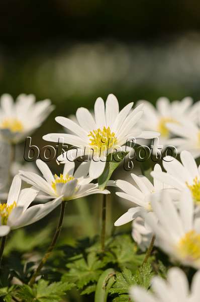 519097 - Balkan-Windröschen (Anemone blanda 'White Splendour')