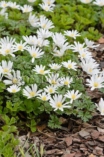 519145 - Balkan-Windröschen (Anemone blanda 'White Splendour')